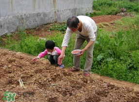 三月份可以種花生嗎？花生幾月份播種比較好？