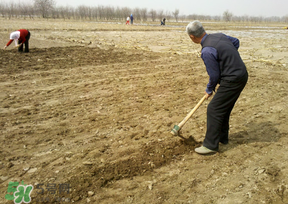 三月份可以種花生嗎？花生幾月份播種比較好？