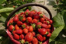 草莓可以泡酒嗎？草莓泡酒能喝嗎？