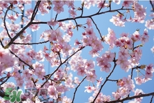 桃花酒可以去斑嗎？桃花酒去斑怎么用？