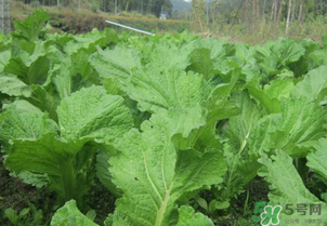 芥菜能和雞肉一起吃嗎？芥菜與雞肉同吃會中毒嗎？