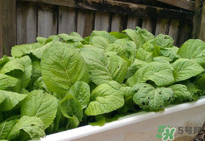 芥菜為什么苦？芥菜苦是怎么回事？