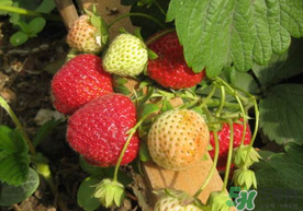 春天能種草莓嗎？春天可以種草莓嗎？