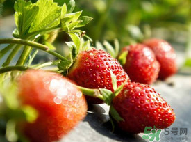 春天能種草莓嗎？春天可以種草莓嗎？