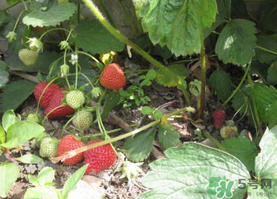 春天能種草莓嗎？春天可以種草莓嗎？