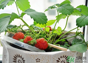春天種草莓會(huì)結(jié)果嗎？春天種草莓什么時(shí)候結(jié)果？