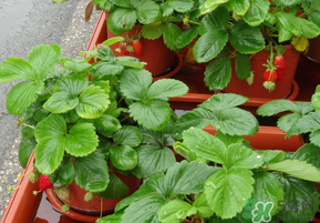 春天種草莓會(huì)結(jié)果嗎？春天種草莓什么時(shí)候結(jié)果？