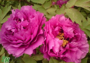 春天栽牡丹能活嗎？春天能種牡丹嗎？