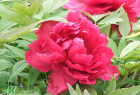 春天栽牡丹能活嗎？春天能種牡丹嗎？