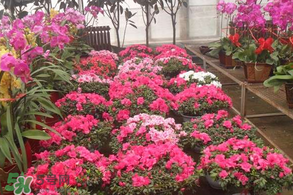 春天栽牡丹能活嗎？春天能種牡丹嗎？