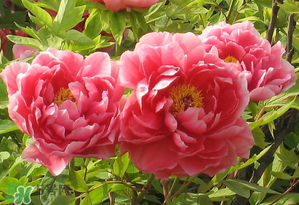 春天牡丹怎么養(yǎng)？春天牡丹怎么種植？