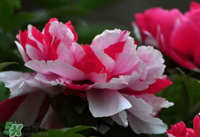 春天牡丹怎么養(yǎng)？春天牡丹怎么種植？