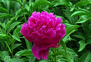 春天牡丹怎么養(yǎng)？春天牡丹怎么種植？