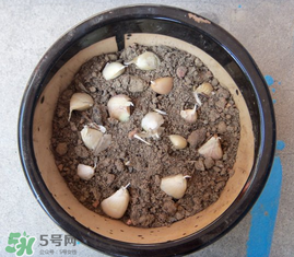 春天可以種大蒜嗎？春天什么時候種大蒜？