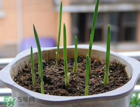 春天可以種大蒜嗎？春天什么時候種大蒜？