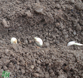 春天可以種大蒜嗎？春天什么時候種大蒜？