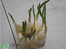 春天大蒜什么時候澆水？大蒜多久澆一次水？