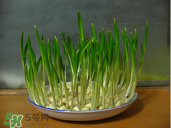 春天大蒜什么時候澆水？大蒜多久澆一次水？