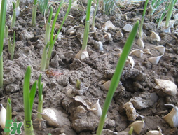 春天大蒜什么時候澆水？大蒜多久澆一次水？