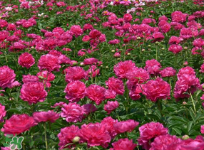 春天能種芍藥嗎？芍藥幾月種植？