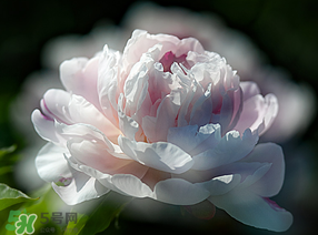 春天能種芍藥嗎？芍藥幾月種植？