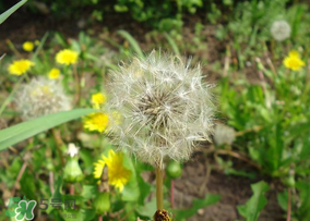 蒲公英多少錢一斤？蒲公英多少錢一克？