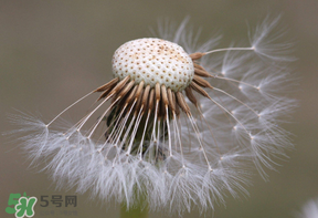 蒲公英多少錢一斤？蒲公英多少錢一克？