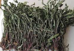 干的蒲公英多少錢一斤？蒲公英多少錢一斤干的？