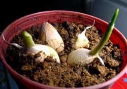 春天大蒜什么時候澆水？大蒜多久澆一次水？