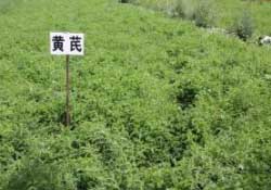 三月份能種什么藥材？春天種什么藥材？