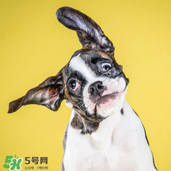 狂犬疫苗多少錢？狂犬疫苗價(jià)格？