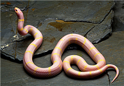 被蛇咬了怎么急救？被蛇咬了怎么辦？