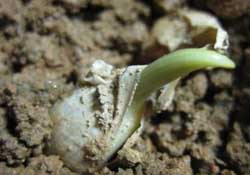 春天可以種大蒜嗎？春天什么時候種大蒜？