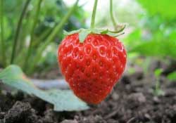 春天能種草莓嗎？春天可以種草莓嗎？