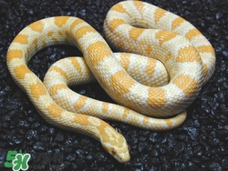 被蛇咬了怎么急救？被蛇咬了怎么辦？