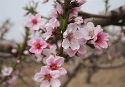 桃花泡酒有什么好處？桃花酒的功效與作用