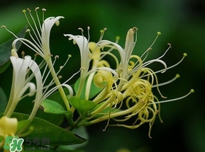 金銀花的功效與作用？金銀花有什么作用？