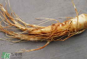 春天可以吃人參嗎？春季能進(jìn)補(bǔ)人參嗎？