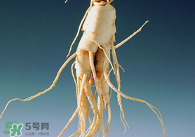 春天可以吃人參嗎？春季能進(jìn)補(bǔ)人參嗎？