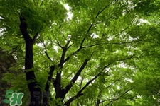 植樹節(jié)可以去哪里種樹？植樹節(jié)可以去哪里植樹？