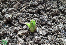 春天能種百合嗎？春天可以種百合嗎？