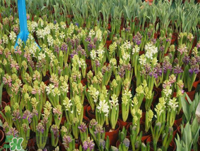 春天能種百合嗎？春天可以種百合嗎？