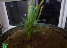 春天能種百合嗎？春天可以種百合嗎？