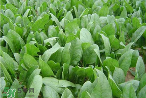 春天能種菠菜嗎？春天怎么種菠菜？