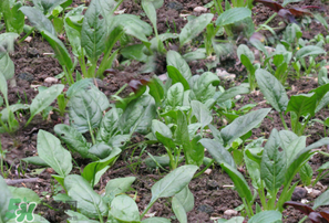 春天能種菠菜嗎？春天怎么種菠菜？