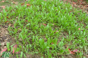 春天能種菠菜嗎？春天怎么種菠菜？