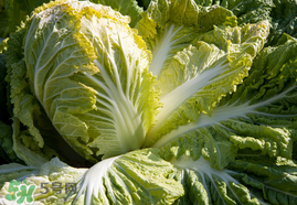 春天能種白菜嗎？春天白菜什么時間種植？