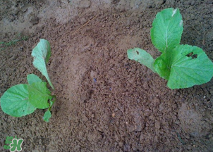 春天能種白菜嗎？春天白菜什么時間種植？