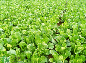 春天能種白菜嗎？春天白菜什么時間種植？