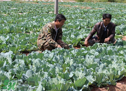 春天能種甘藍(lán)嗎？甘藍(lán)幾月份種？